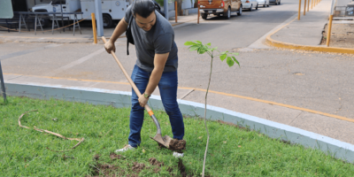 plantando 3