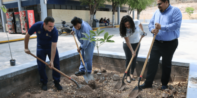 plantando